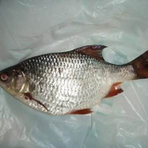 плотва - нууу Очень широкая и толстая. размер - чуть больше ладони. вес 300 с коп. граммов. Москва-река октябрь