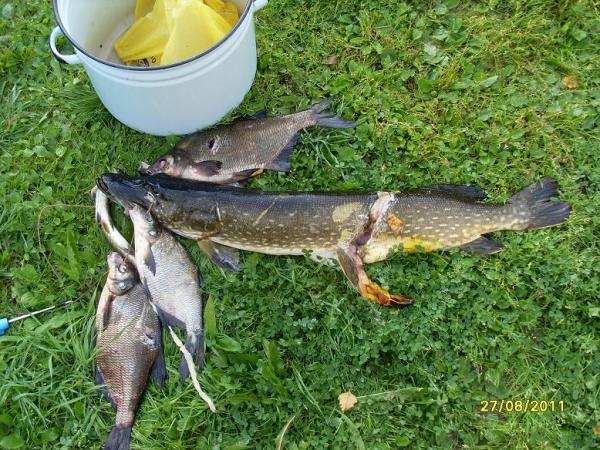 Бил вслепую через траву,чуть не порвалась,попал в брюхо,палец сцука прокусила...