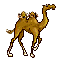 camelus anime