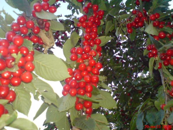 Черешня спелая