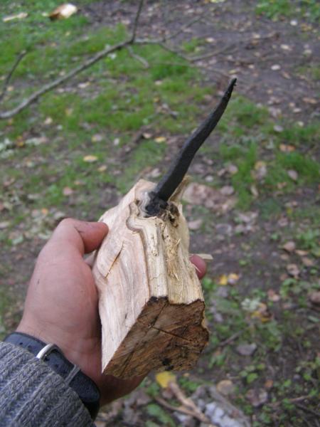 Давным давно вбил человек в дерево кованый гвоздь. Дерево росло-росло и гвоздь врос внутрь ствола. Мы рубили дрова и нашли эту древность.