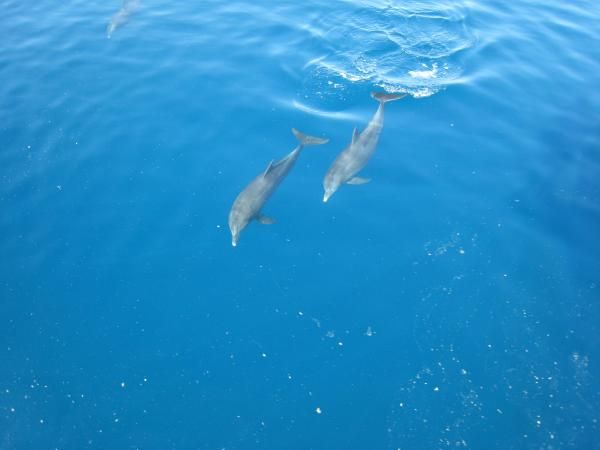 дельфины в Красном море
