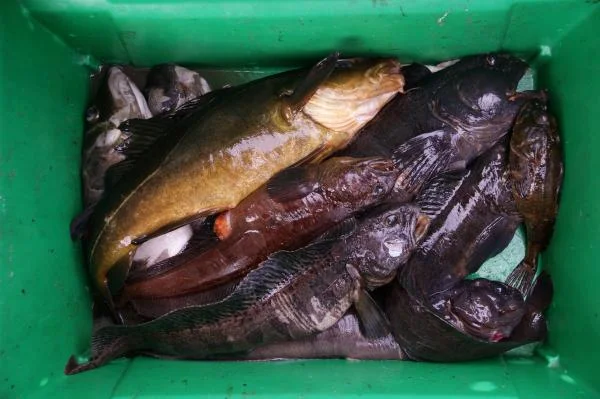 Добыча подвоха на Белом море