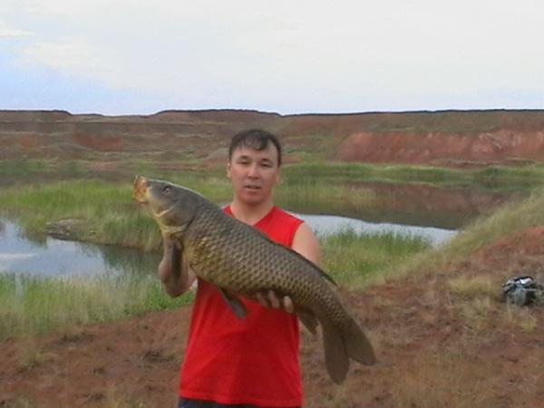 карп-сазан на карьерах примерно 12-15кг
