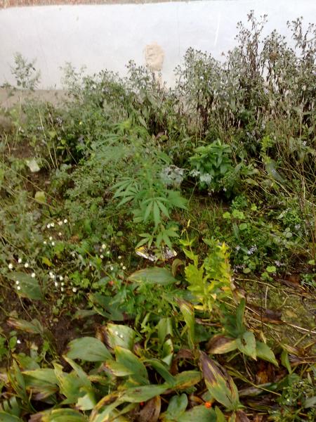 клумба