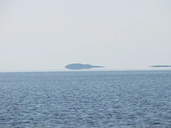 Комар бескрылый