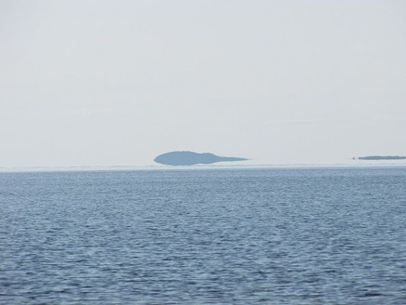 Комар бескрылый