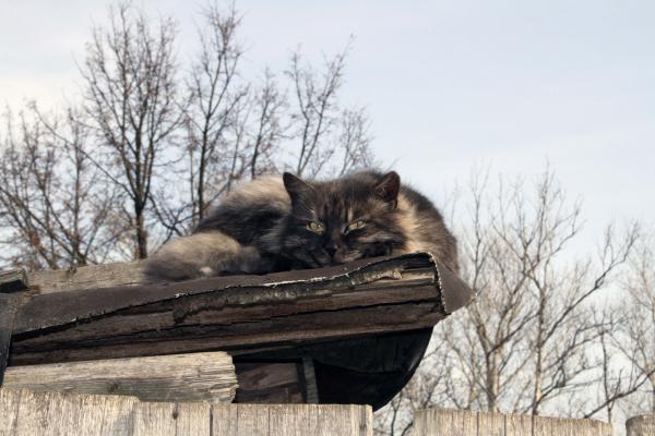 кот, мартовский.