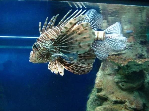 красавица