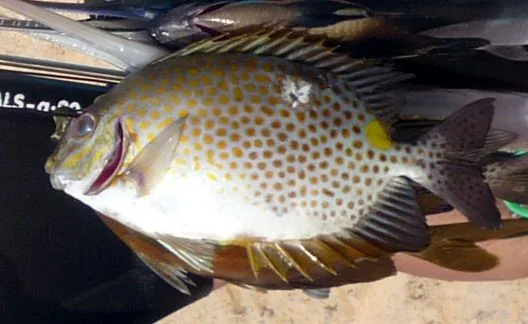 Krolik Семейство Морские лисицы (Siganidae)