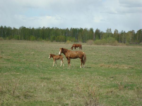 лошади