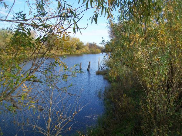 Мечта подвоха-каряги