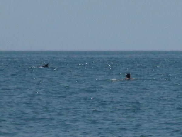 море ,дельфины
