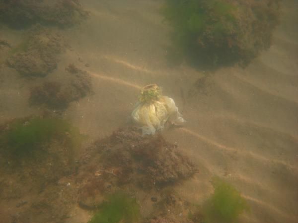 МОРСКАЯ капуста