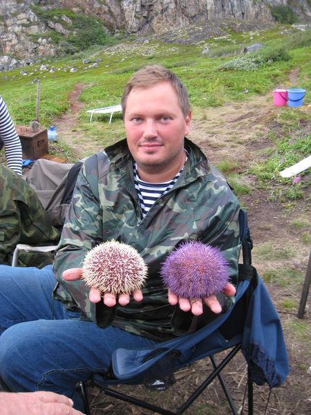 Морские ежи