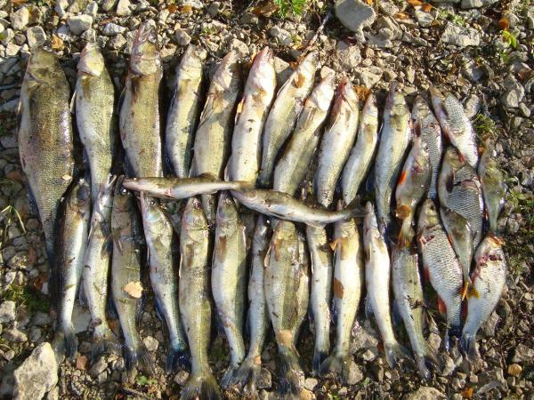 Настреляли за день