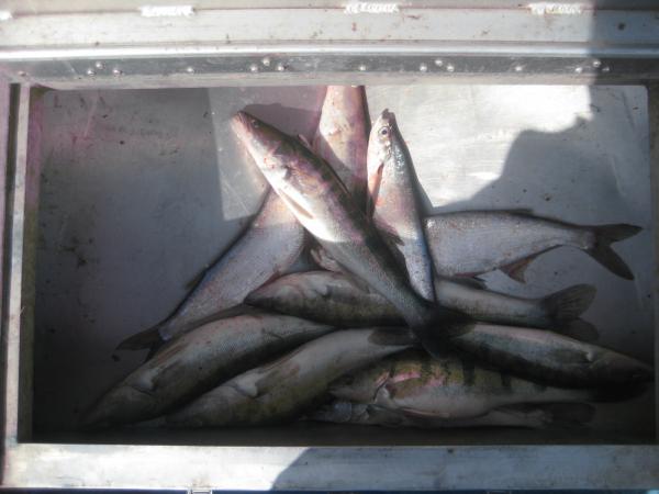 Неплохое утро.