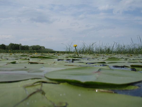 Однако заросло не проплыть