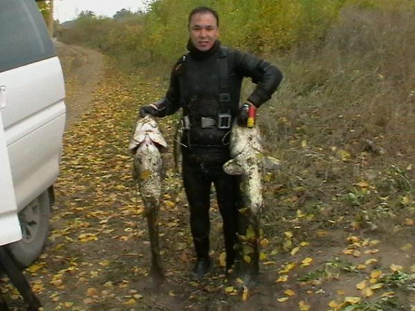 Осенняя охота на реке Илек сомики 14.5кг и 19.8кг длина 1м20см. и 1м37см. Примерно 40-я охота по счету.