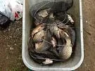 Рыбхоз в Красногорске Big Karp итого=22.250 кг