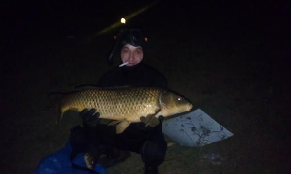 Сазан 12-13 кг