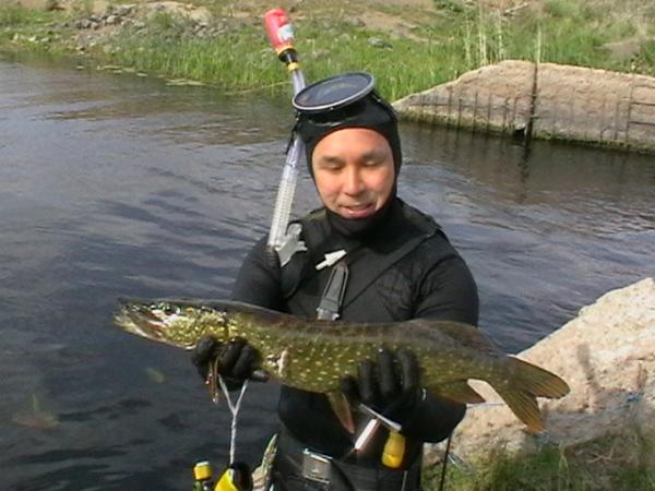 щучка 2.5 кг.