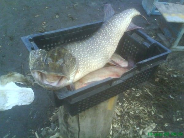 Щука в компании с лещами