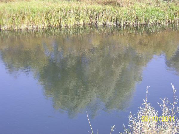 село Кривец