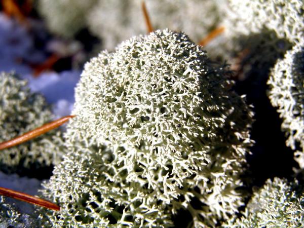 Северные мхи! Красота!