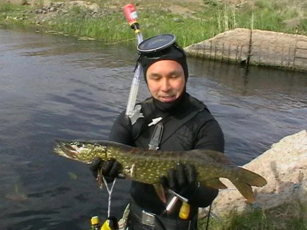 щучка 2.5 кг.