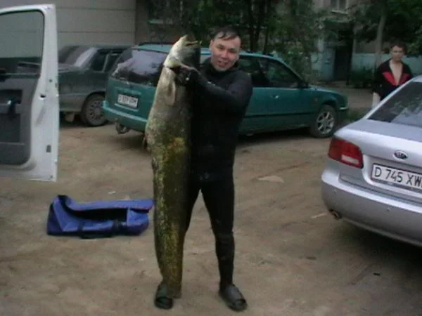 Сом 40кг пойман также в городе на пляже река Илек  подстрелен на вылет ружьем Пеленгас