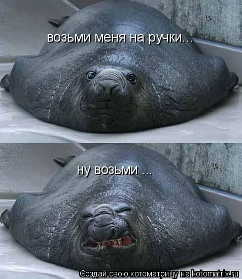 тюлень