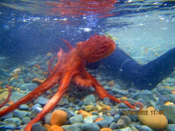 У Лехи между ног шарахались осьминоги