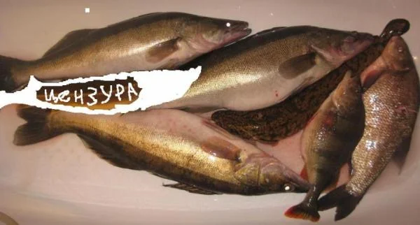 удачная охота