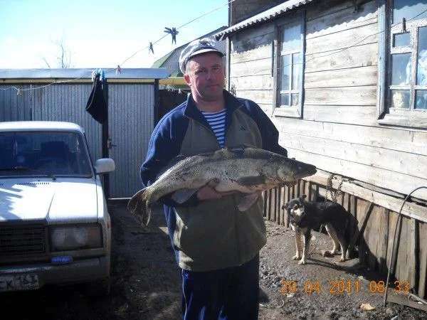 Весенний судачек на 6 кг
