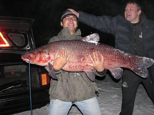 Во какая!!! (40кг.)