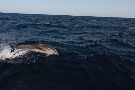 выпрыгивает перед носом у яхты... скорость узлов 12..