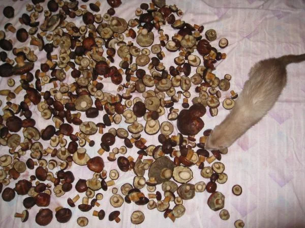 ёк макарёк!...