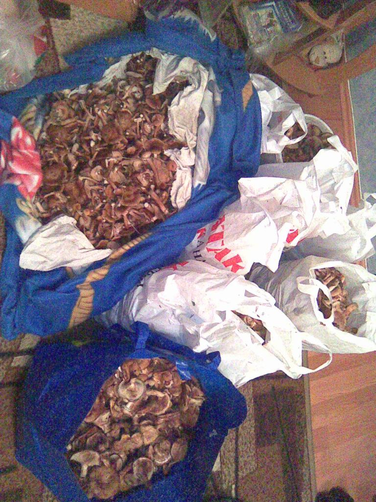 Зашол в лес нутак это......, а там такое!