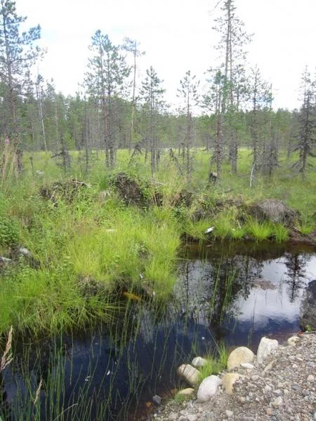 здесь морошка и клюква, еще зеленыя были