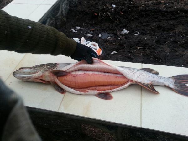 Зимняя щука.