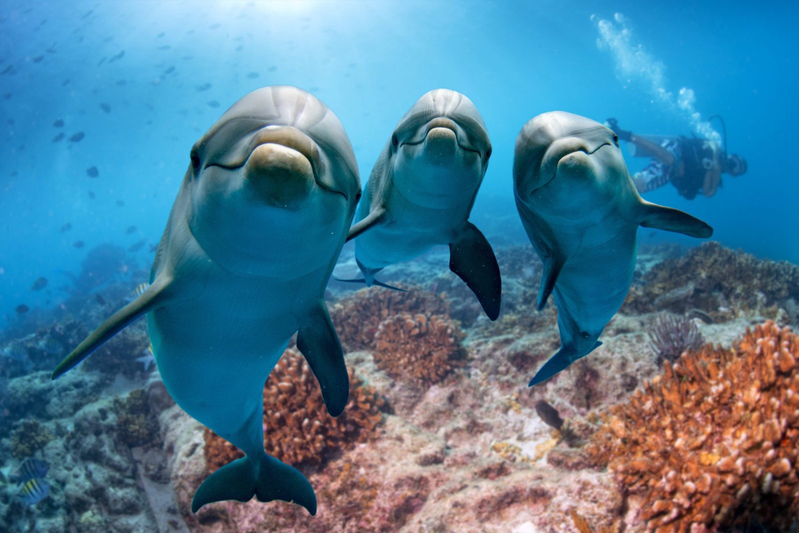 dive-ninjas-announced-as-new-dolphin-ally dive-ninjas-announced-as-new-dolphin-ally