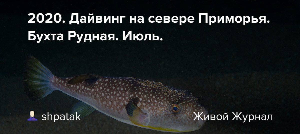 2020-<b>Дайвинг</b>-на-севере-Приморья-Бухта-Рудная-Июль. 2020-<b>Дайвинг</b>-на-севере-Приморья-Бухта-Рудная-Июль.