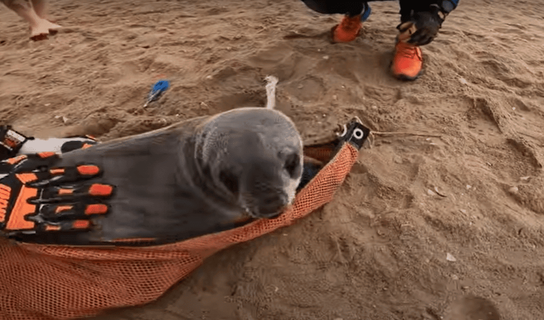 overjoyed-seal-pup-wants-to-hang-with-rescuers overjoyed-seal-pup-wants-to-hang-with-rescuers