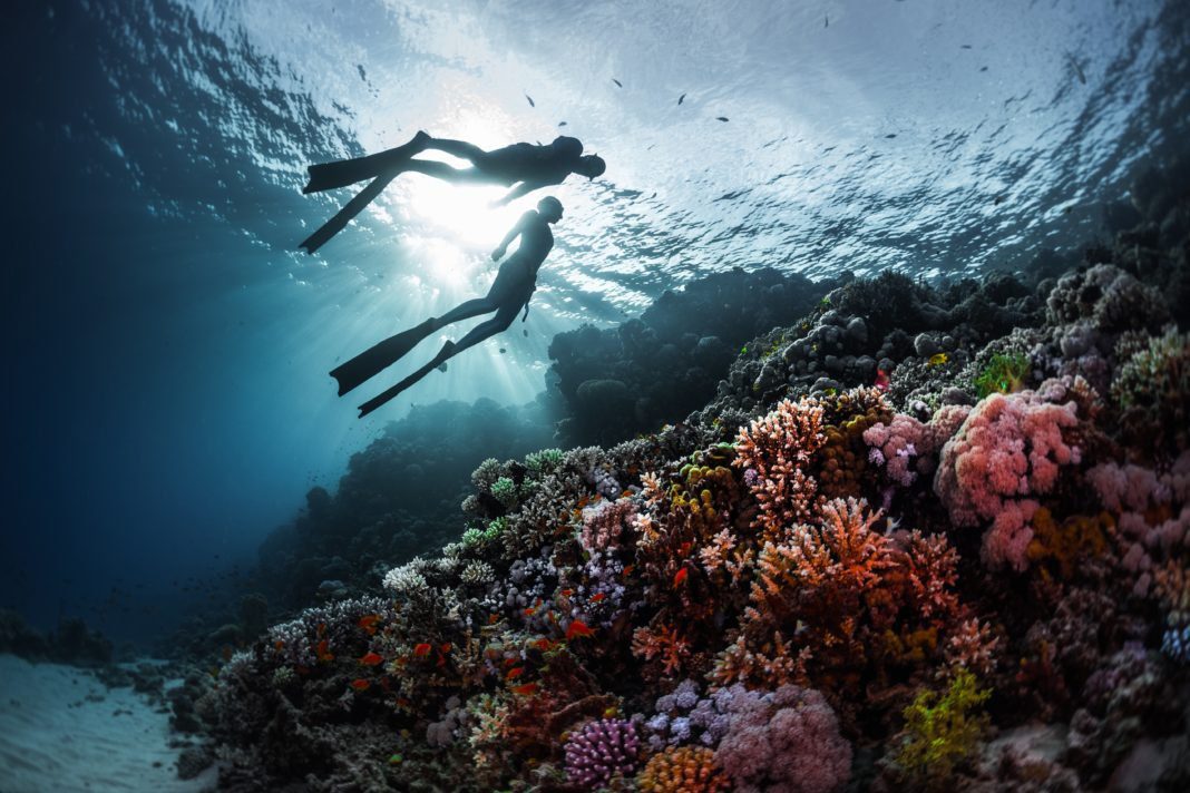 noaa-to-hold-recovery-planning-workshops-for-15-threatened-into-pacific-coral-species noaa-to-hold-recovery-planning-workshops-for-15-threatened-into-pacific-coral-species