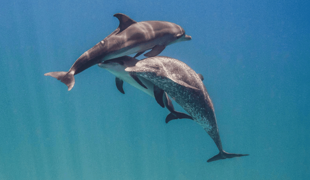 dolphins-learn-each-others’-names-to-make-teams dolphins-learn-each-others’-names-to-make-teams