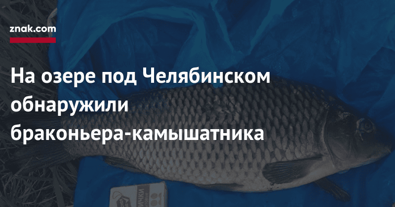 На-озере-под-Челябинском-обнаружили-браконьера-камышатника На-озере-под-Челябинском-обнаружили-браконьера-камышатника