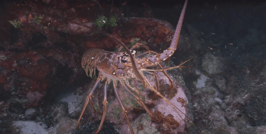 florida-keys-announces-lobster-season-campaign florida-keys-announces-lobster-season-campaign