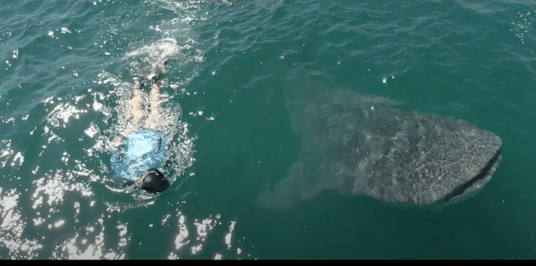 nautilus-dive-adventures-add-two-boats-to-baja-california nautilus-dive-adventures-add-two-boats-to-baja-california