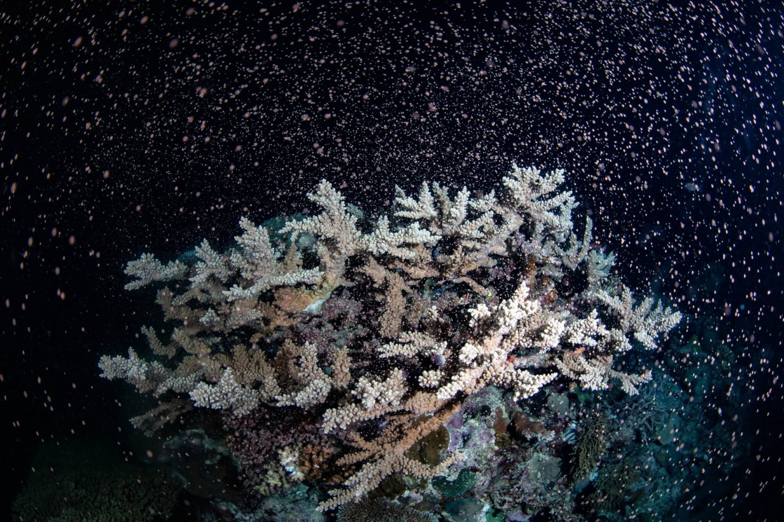 great-barrier-reef-scientist-sees-hope-in-coral-spawn great-barrier-reef-scientist-sees-hope-in-coral-spawn